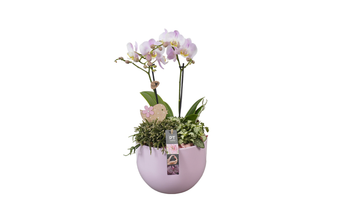 Background Removal Services After